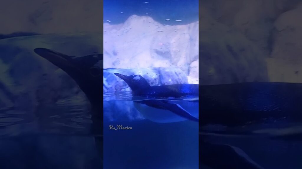 AICM transport to Plaza Inbursa Aquarium