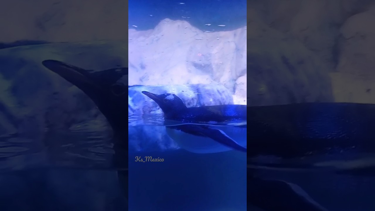 AICM transport to Plaza Inbursa Aquarium