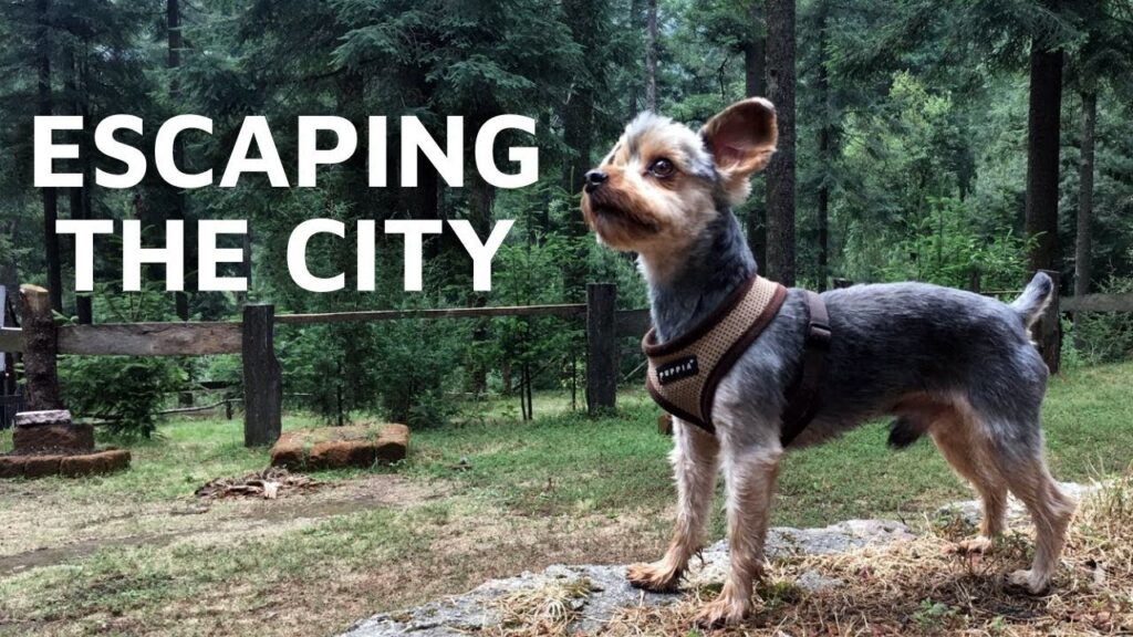 black car pickup AICM to Desierto de los Leones